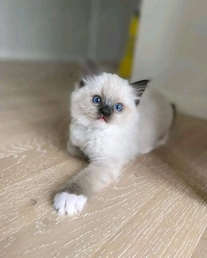 Ragdoll-Kätzchen
