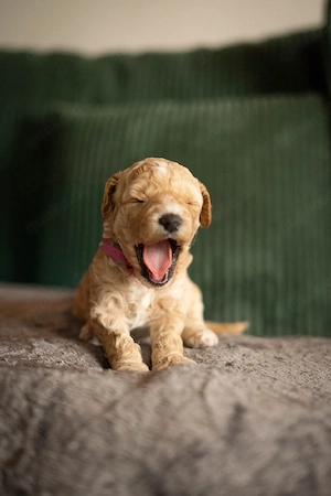 lockenbande sucht zuhause 