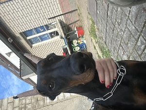 Dobermann Hündin 