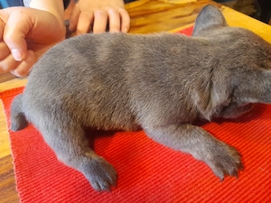 französische Bulldoggen 