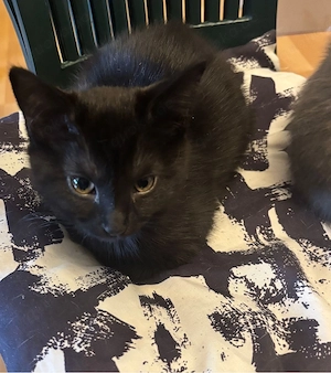 Wunderschön BKH Ktten 