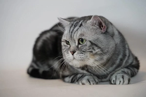 BKH Deckkater in Black Silver Classic Tabby mit Stammbaum