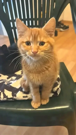 Wunderschön BKH Ktten 