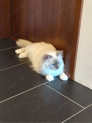 Heilige Birma Deckkater mit Stammbaum