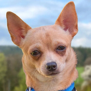 Madita - 10 Monate - Chihuahua - Tierhilfe Franken e.V.