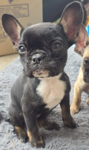Französische Bulldoggen Welpen 