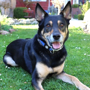 Skylo -  6 Jahre - Mix - Tierhilfe Franken e.V.