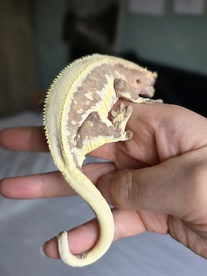 Lillywhite Kronengecko Weibchen 