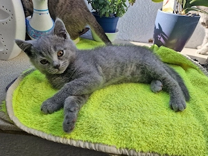 Britisch Kurzhaar Bkh Kitten Abgabe in 9 Tagen 