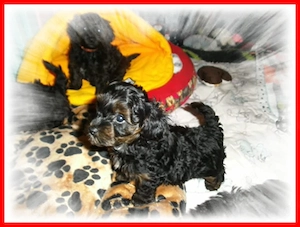 Zuckersüße, kleine Yorkshire Terrier   Toy Pudel F1 Verpaarung mit Ahnenpass ( Papiere )