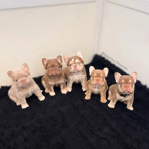 Französische Bulldoggenwelpen