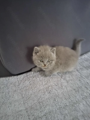 Reinrassige BKH Kitten