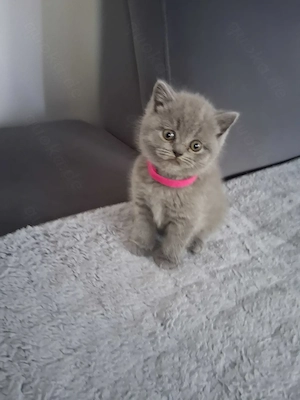 Reinrassige BKH Kitten