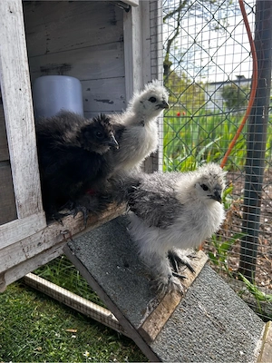 Zwergseidenhühner Küken