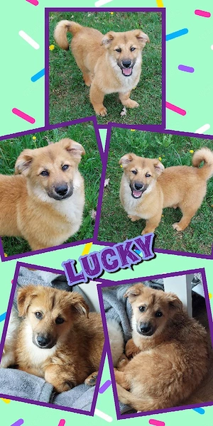 sehr lieber, menschenbezogener, wunderschöner Welpenjunge "Lucky" sucht ein Zuhause 