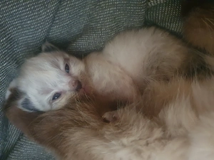 Heilige Birma Kätzchen