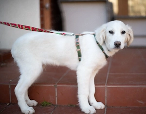 Beto, sensibler Welpe sucht neues Zuhause