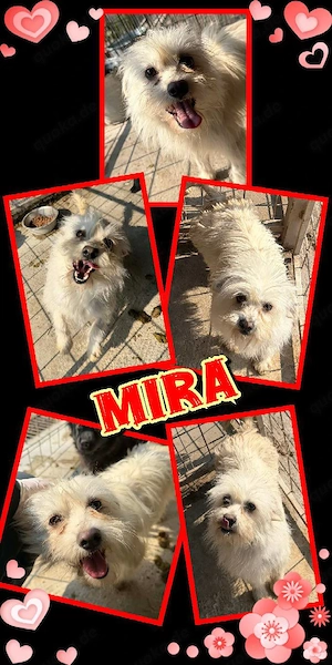 kleine, sehr liebe Hündin "Mira" wünscht sich so sehr ein schönes Zuhause 