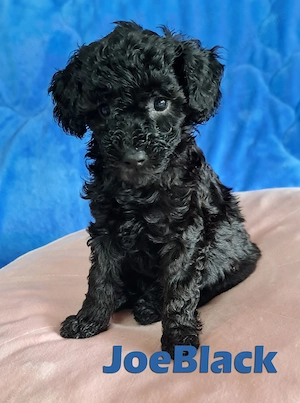 BreWells zuckersüße Fellnase Toypudel JoeBlack sucht noch ein neues liebevolles Zuhause