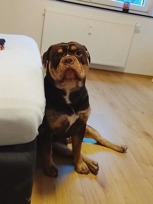 old english bulldoge milow 