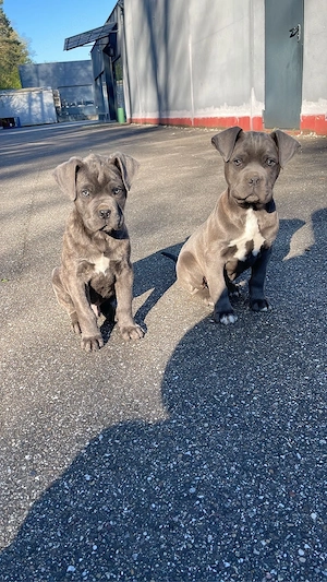 Wunderschöne Cane Corso Welpen 