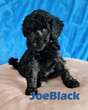 BreWells zuckersüße Fellnase JoeBlack sucht noch ein neues liebevolles Zuhause Bild 2