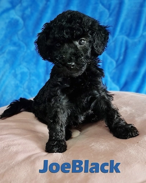 BreWells zuckersüße Fellnase JoeBlack sucht noch ein neues liebevolles Zuhause Bild 3