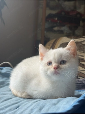 Britisch Kurzhaar Kitten