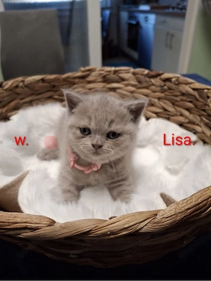 britisch kurzhaar zu verkaufen 