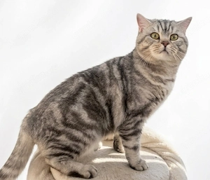 BKH Kater Silver  mit Zubehör 