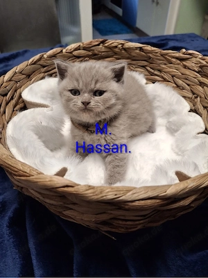 britisch kurzhaar babykatzen Bild 3