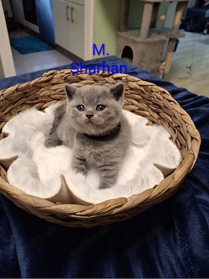 britisch kurzhaar babykatzen Bild 2
