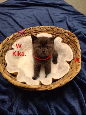 britisch kurzhaar babykatzen Bild 4