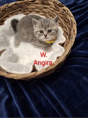 britisch kurzhaar babykatzen