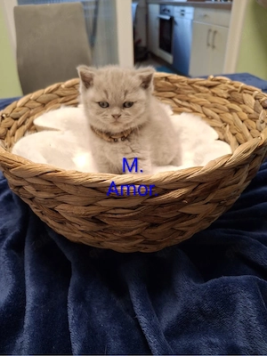britisch kurzhaar babykatzen Bild 5