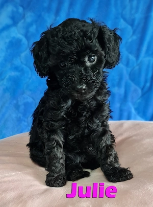 BreWells zuckersüße Fellnase Toypudel Julie sucht noch ein neues liebevolles Zuhause