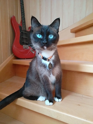   Siam Mix Kitten suchen ein liebevolles Zuhause   