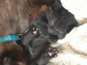  Siam Mix Kitten suchen ein liebevolles Zuhause   