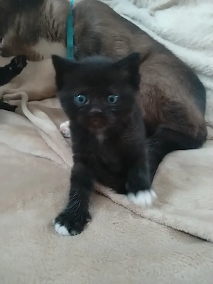   Siam Mix Kitten suchen ein liebevolles Zuhause   