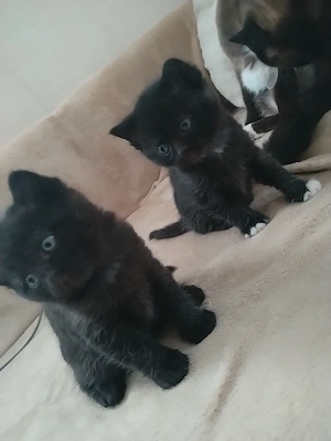 Siam Mix : Baghira und Felix suchen ein liebevolles Zuhause 