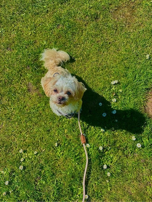 Maltipoo-Hündin sucht ein neues Zuhause