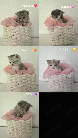 Bkh Kitten in wunderschönen Farben