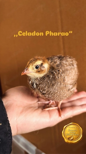 Bruteier von Celadon Wachteln ,,Sonderfarben Mix"