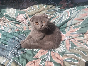 Wunderschönes Katerchen sucht ein liebevolles Zuhause