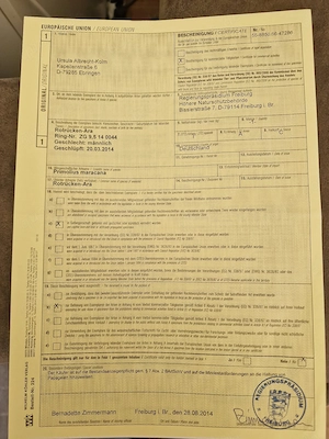 Handaufzucht  von  Rotrückenara 