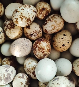 Seltene Wachtel Bruteier ,,Schwarz"