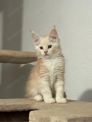 Maine Coon Kitten reinrassig mit Stammbaum