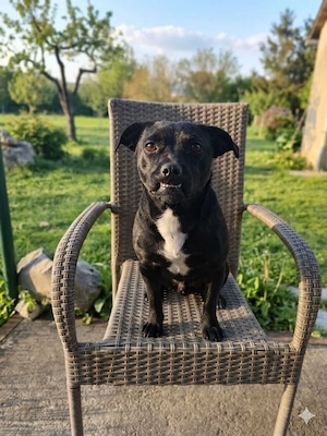 Französische Bulldogge Pekinese Mix Hündin 8kg 2j aus Kroatien 