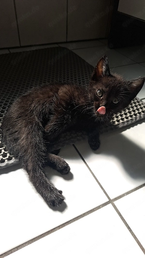 Kätzchen suchen ein verantwortungsvolles Zuhause   