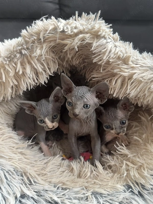 super süsse canadien sphynx kitten